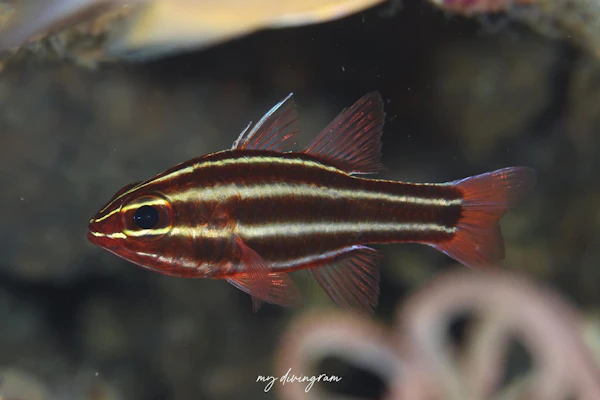 ミナミフトスジイシモチ