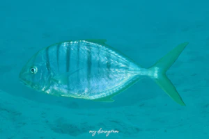 コガネシマアジ