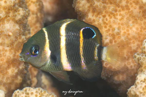 フェニックススズメダイ