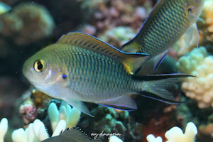 オキナワスズメダイ