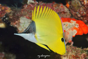 フエヤッコダイ