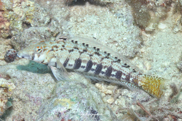 イエローテールサンドパーチ