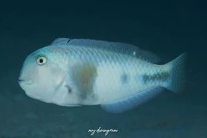 ホウキボシテンス