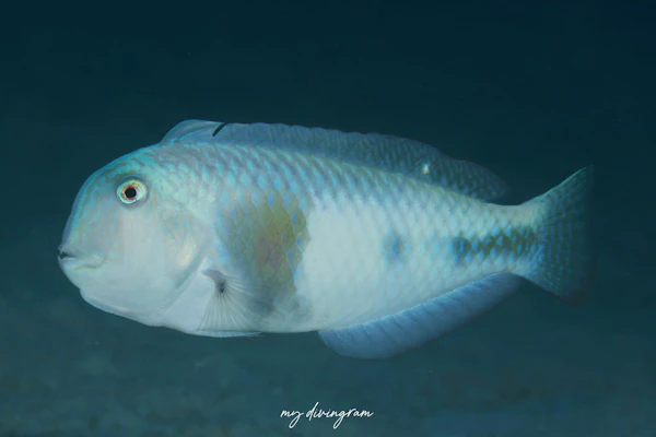 ホウキボシテンス