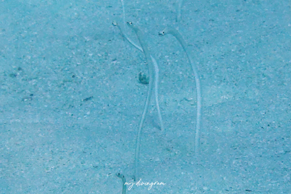 スパゲッティガーデンイール