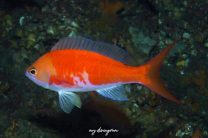 バラナガハナダイ