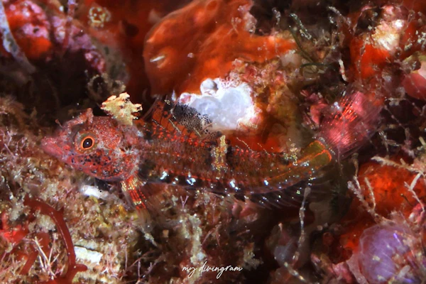 セグロヘビギンポ