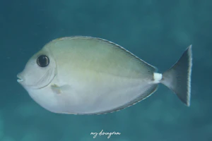 ヒメテングハギ