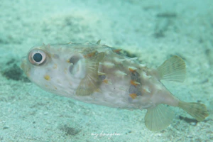 メイタイシガキフグ