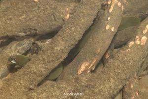 ナミダカワウツボ