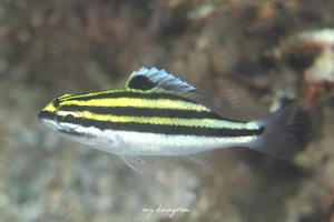 フタスジタマガシラ