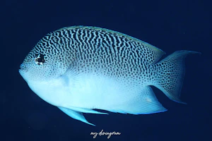 ミズタマヤッコ