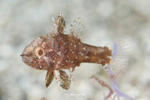 タイワンマトイシモチ