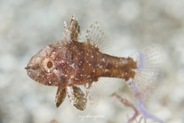 タイワンマトイシモチ