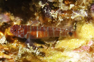 トラノコイソハゼ