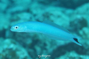 オグロクロユリハゼ