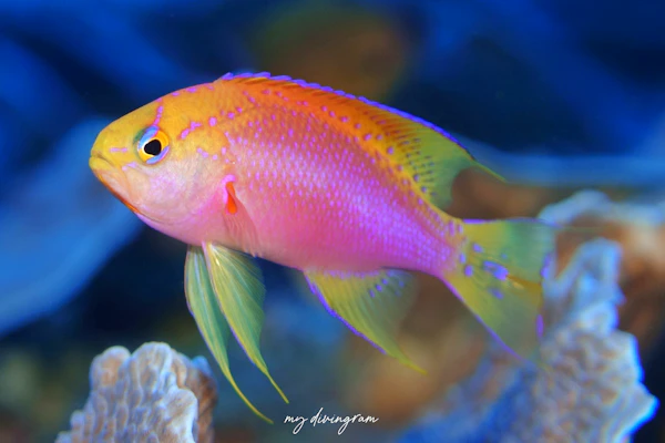 ニラミハナダイ