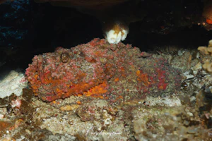 オニダルマオコゼ