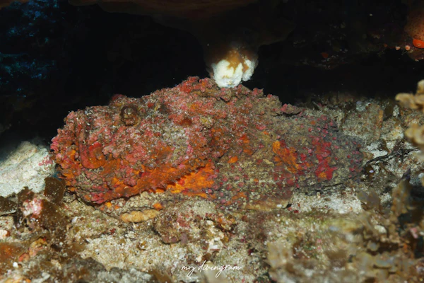 オニダルマオコゼ