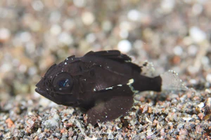 ヒレナガカサゴ