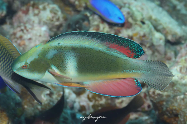 トモシビイトヒキベラ