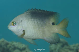 クロソラスズメダイ