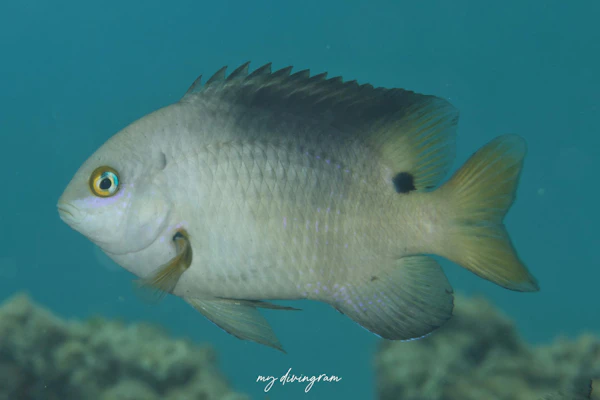 クロソラスズメダイ