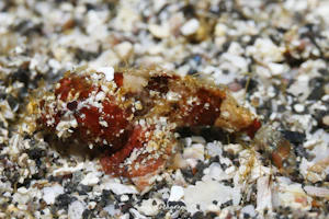 ヒメサツマカサゴ