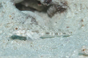 ユカタハゼ属の1種B