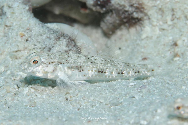 ユカタハゼ属の1種B