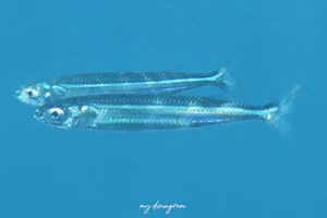 ギンイソイワシ