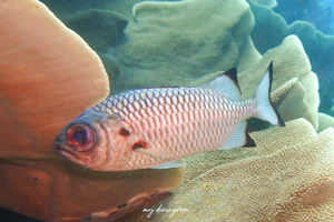 ツマグロマツカサ