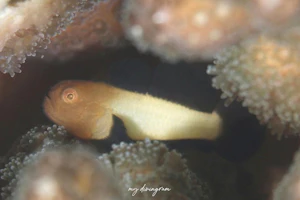 パンダダルマハゼ