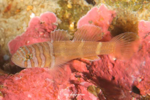 ミサキスジハゼ