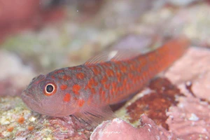 ペガススベニハゼ