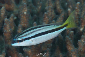 ヒトスジタマガシラ