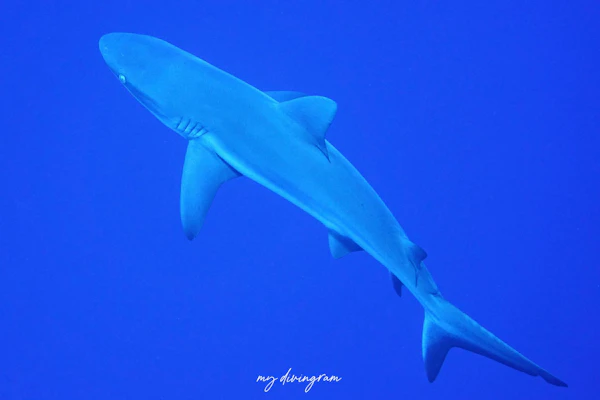 オグロメジロザメ