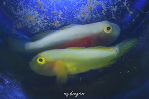 ナカモトイロワケハゼ