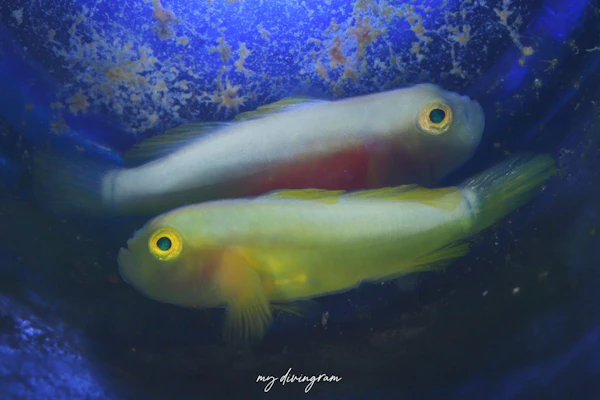 ナカモトイロワケハゼ