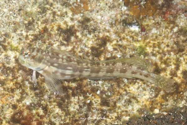 ホホグロギンポ