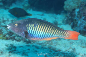 トリカラーパロットフィッシュ