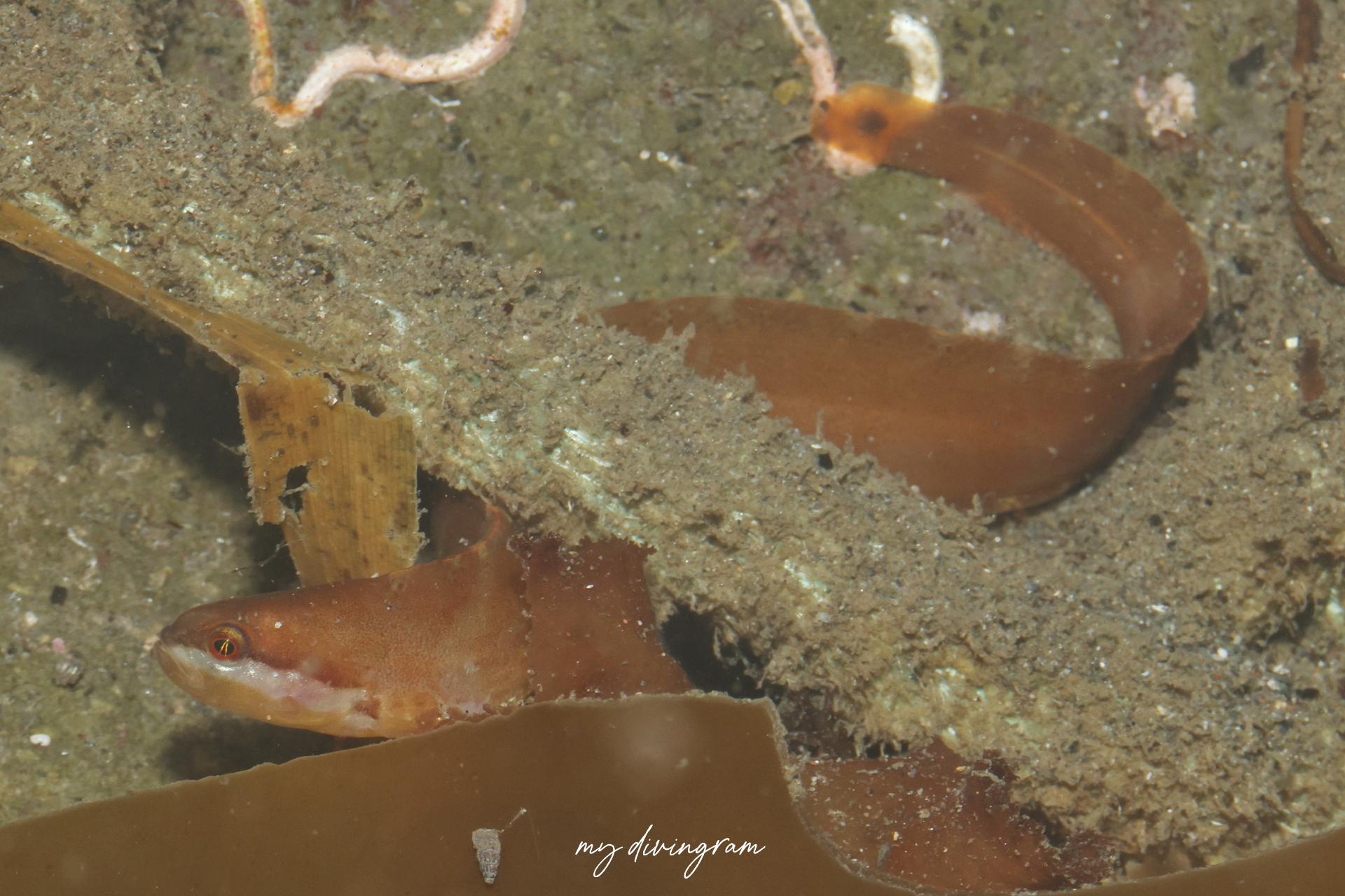 ハコダテギンポ