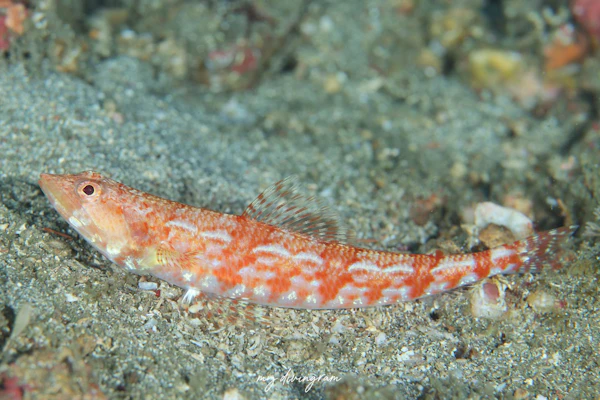 アカエソ属の1種