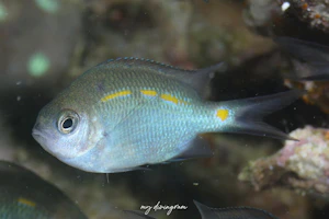 スパイニークロミス