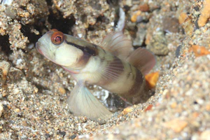 マスクドシュリンプゴビー