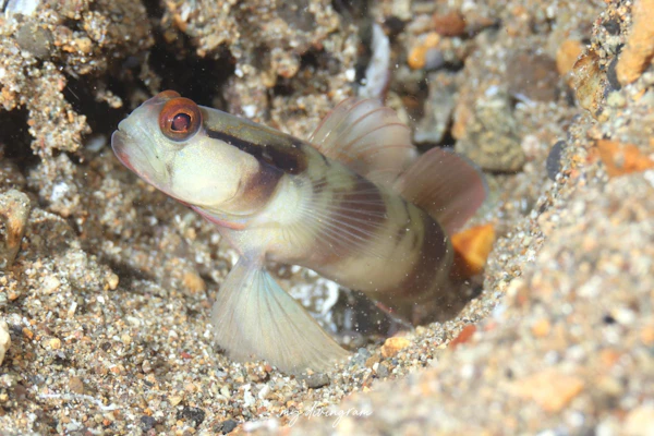 マスクドシュリンプゴビー