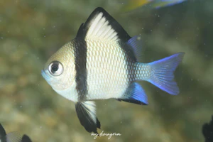 フタスジリュウキュウスズメダイ