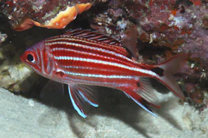 スリースポットスコーレルフィッシュ