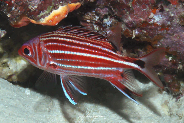 スリースポットスコーレルフィッシュ