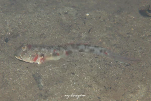 カマヒレマツゲハゼ